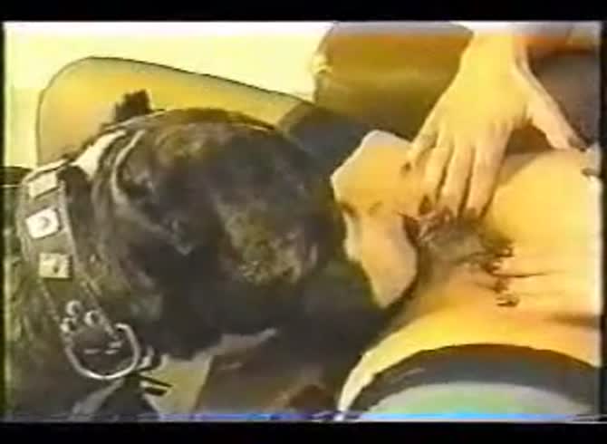Video :Animal porno of dog giving oral sex to girl's hairy pussy